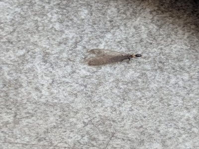 桜が開花すると思う事。 | その他