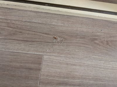 衣替えの時期が来ましたね | その他