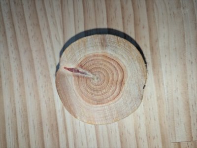 シロアリの好物 | その他