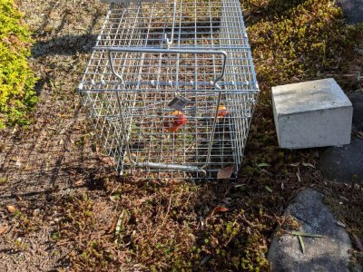 害獣との闘い | その他