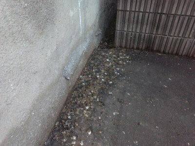 駐車場の車への糞の落下防止対策 | その他