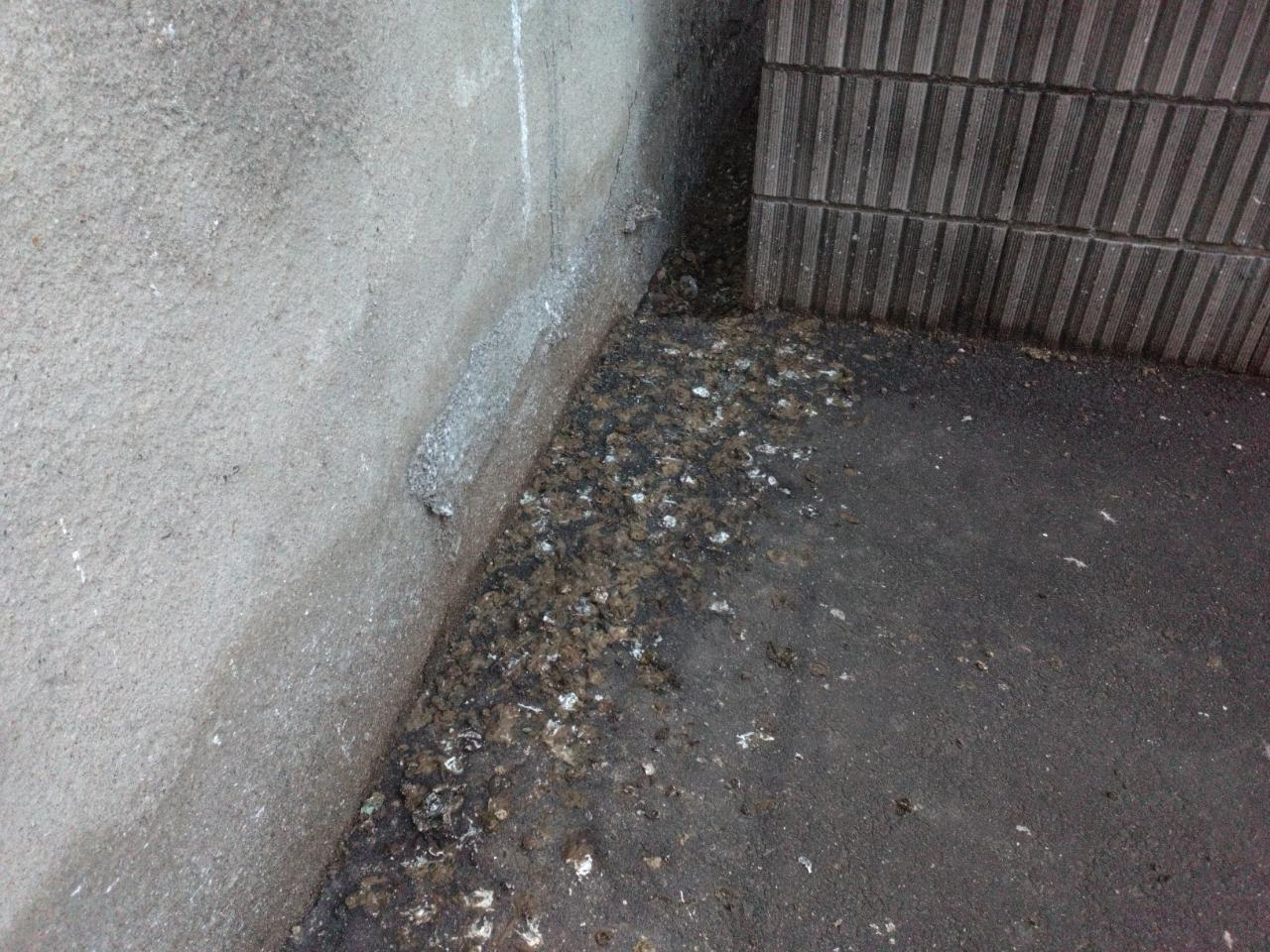 駐車場の車への糞の落下防止対策 | その他