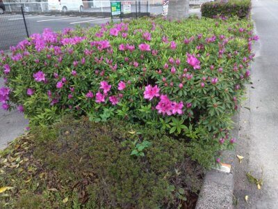 ヤマトシロアリの群飛が近づいてきました | その他