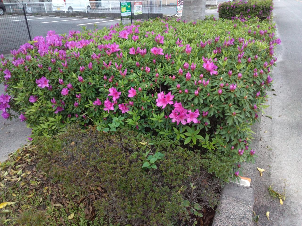 ヤマトシロアリの群飛が近づいてきました | その他