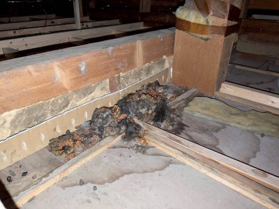 害獣について | その他